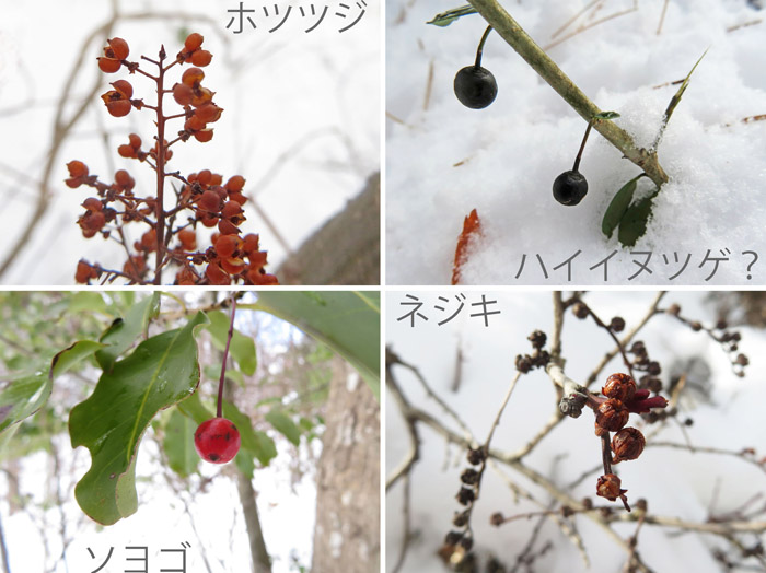 photo　冬を彩る木の実　ホツツジ,ハイイヌツゲ,ソヨゴ,ネジキ