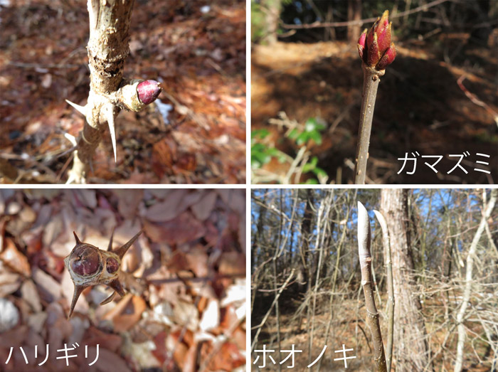 photo　色々な木の芽　2.5地附山