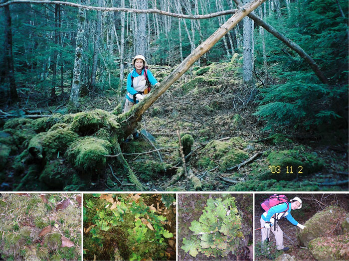 photo　苔が豊かな深い森