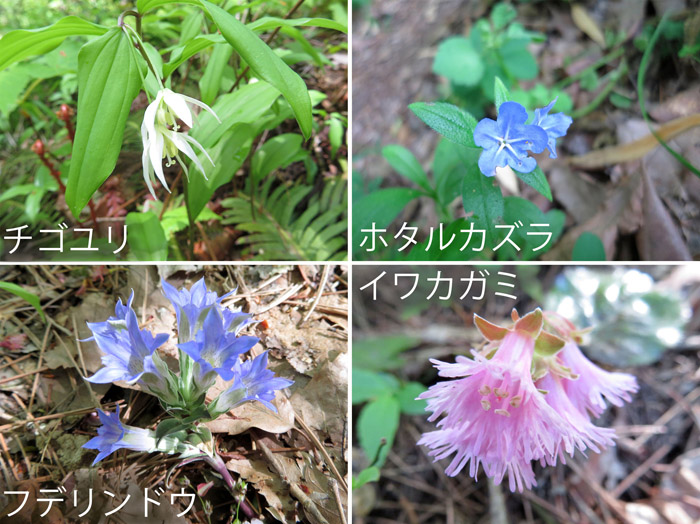 photo　５月　足元に咲く花,チゴユリ,ホタルカズラ,フデリンドウ,イワカガミ