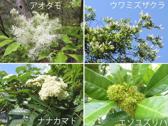 photo　５月　白が多い木の花,アオダモ,ウワミズザクラ,ナナカマド,エゾユズリハ
