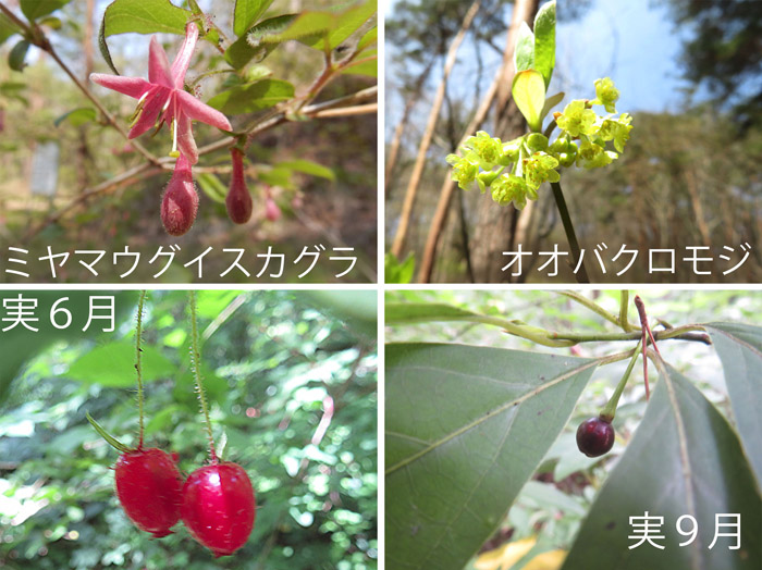 photo　５月　木の花と実,ミヤマウグイスカグラ,オオバクロモジ