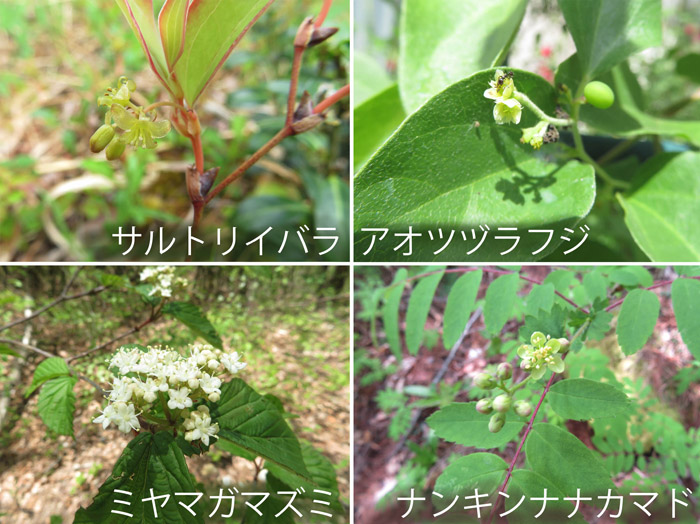 photo　５月　木の花（実11月）,サルトリイバラ,アオツヅラフジ,ミヤマガマズミ,ナンキンナナカマド