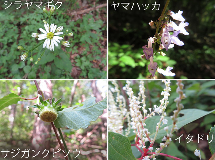 photo　８月　地味な花だけど,シラヤマギク,ヤマハッカ,サジガンクビソウ,イタドリ
