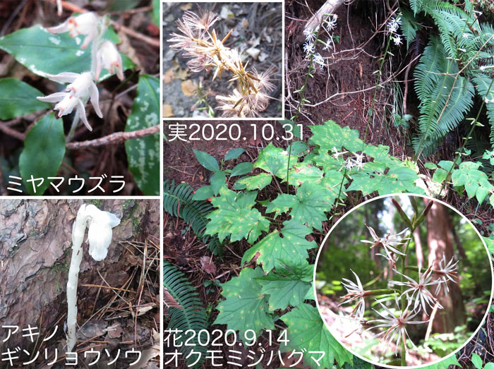 photo　９月　秋の花,ミヤマウズラ（花と実）,アキノギンリョウソウ,オクモミジハグマ