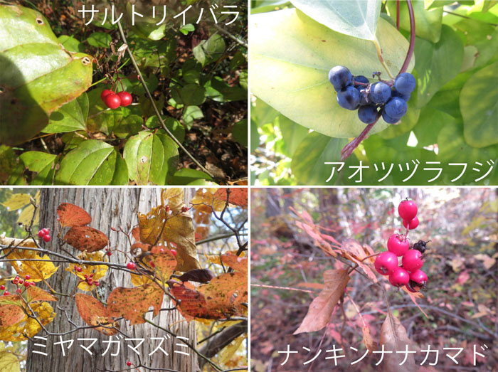 photo　11月　木の実（花５月）,サルトリイバラ,アオツヅジラフジ,ミヤマガマズミ,ナンキンナナカマド