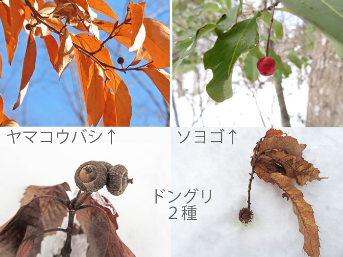 photo　12月、１月　木の実,ヤマコウバシ,ソヨゴ,ドングリ２種