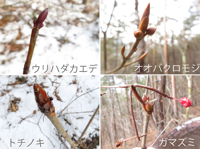 photo　２月　木の芽がふくらむ,ウリハダカエデ,オオバクロモジ,トチノキ,
ガマズミ