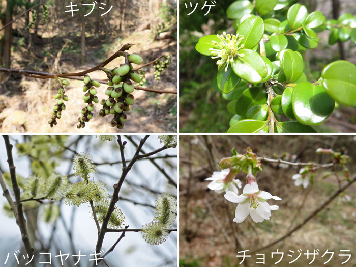 photo　４月木に咲く花,キブシ,ツゲ,バッコヤナギ,チョウジザクラ
