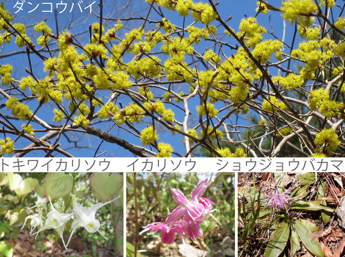 photo　４月春を彩る花たち,ダンコウバイ,トキワイカリソウ,イカリソウ,ショウジョウバカマ