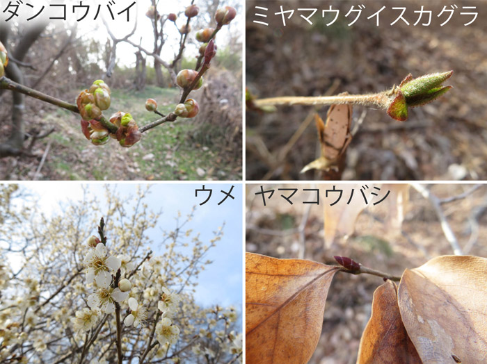 photo 木の芽がふくらむ,ダンコイバイ,ミヤマウグイスカグラ,ウメ,ヤマコウバシ