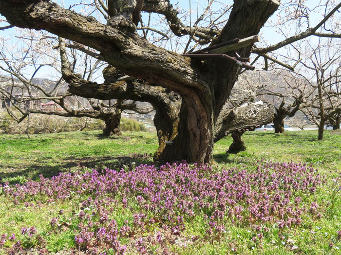 photo：大木の足元にも春