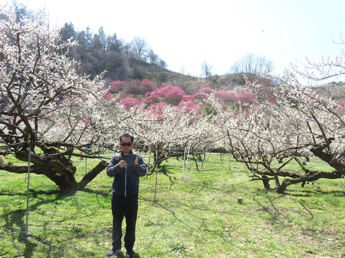 photo：貫禄がある古木の白梅