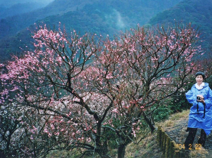 photo：山頂近くの梅も良い香り：幕山