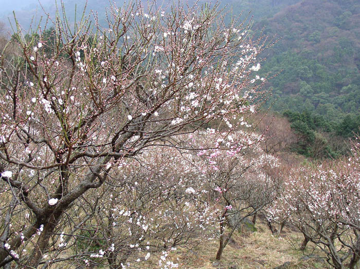 photo：梅に会う：幕山