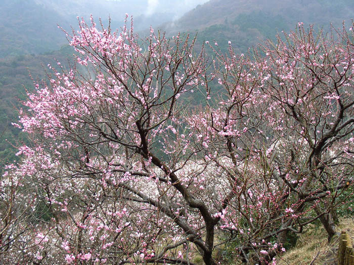 photo：色濃く咲く梅：幕山