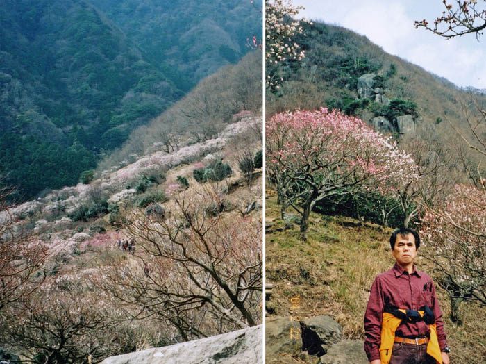 photo：花の向こうに岩登りの人が見える：幕山