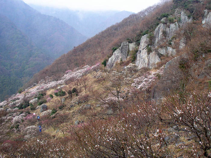 photo：岩肌に梅の花が映える：幕山