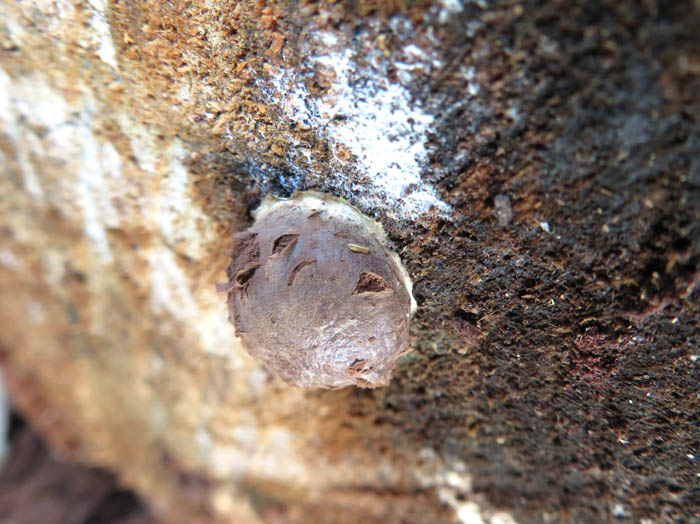 photo：粘菌ドロホコリ：大峰山・地附山