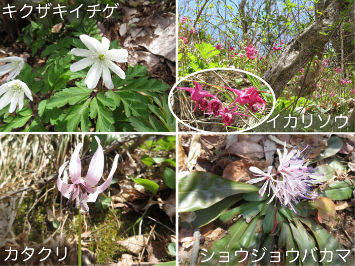 photo 春の花々,キクザキイチゲ,イカリソウ,カタクリ,ショウジョウバカマ・六万騎山