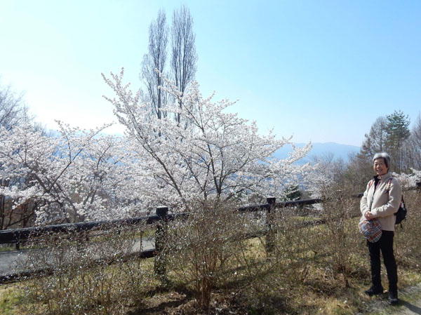 photo 地附山公園の桜