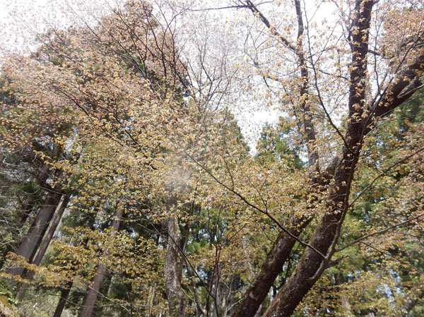 photo・ご神木の桜はそろそろ終わり・霊仙寺山麓