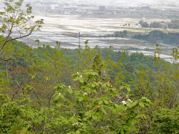 photo・ホオノキの向こうに頸城平野・鮫ヶ尾城山