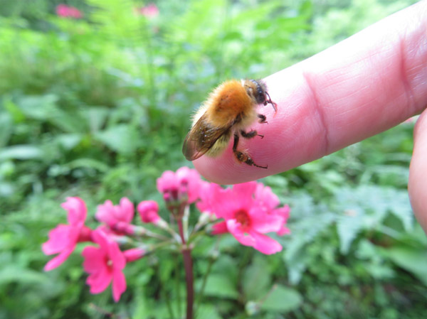photo・蜂が指にとまった　戸隠植物園