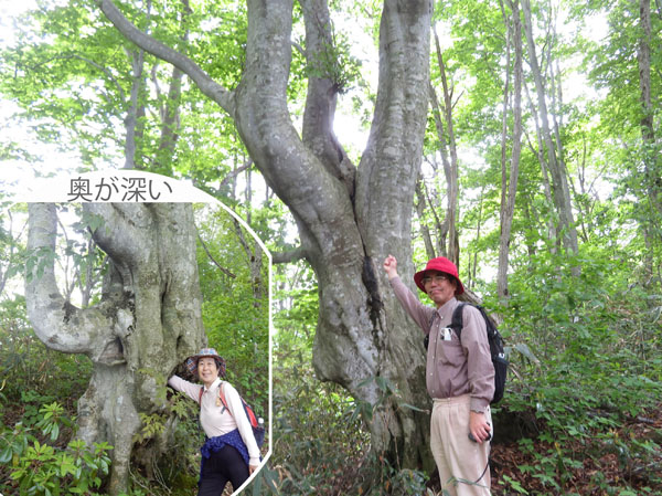 photo・ブナの巨木（中に空洞がある木も)　赤池ブナ林トレイル