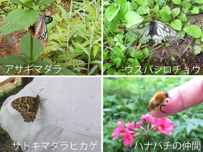photo・戸隠植物園で出会った森の昆虫たち　アサギマダラ,ウスバシロチョウ,サトキマダラヒカゲ,ハナバチの仲間