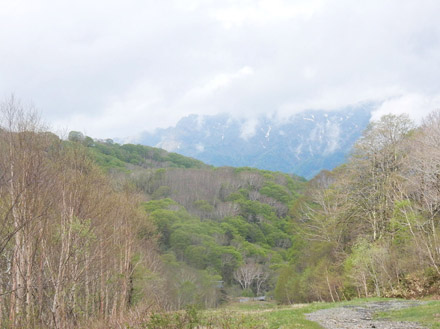 photo・新緑の森と戸隠山