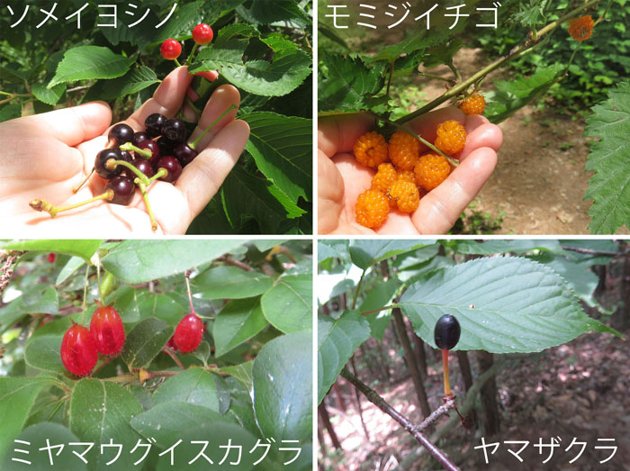 photo・食べごろ木の実,ソメイヨシノ,モミジイチゴ,ミヤマウグイスカグラ,ヤマザクラ,地附山