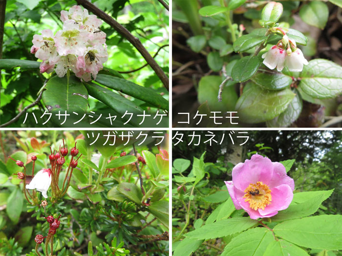 photo・高く低く咲く、木の花,ハクサンシャクナゲ,コケモモ,ツガザクラ,タカネバラ,信州大学志賀自然教育園
