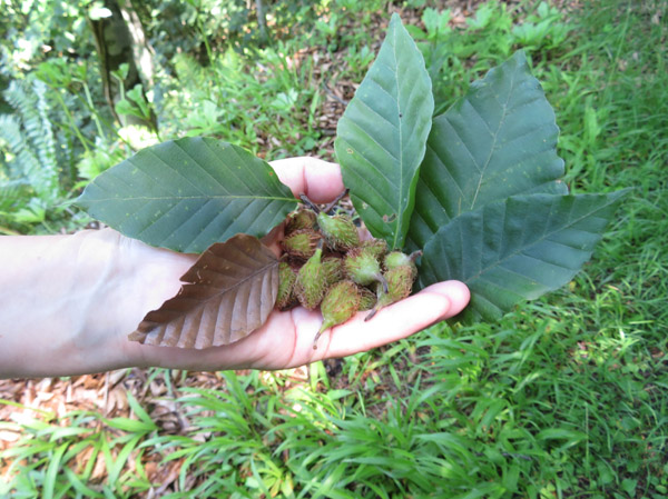 photo：ブナの実と葉を拾い撮影・四阿屋山