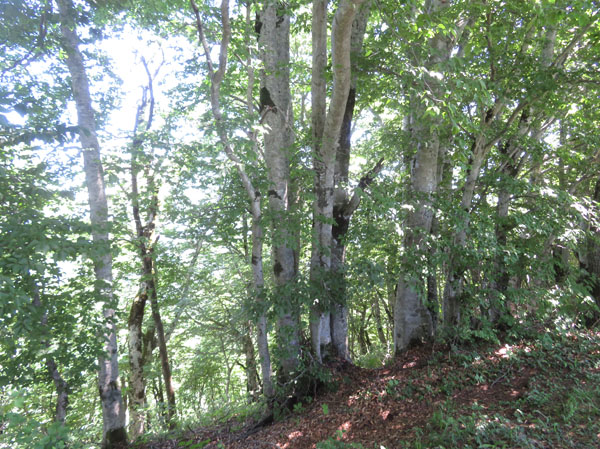 photo：山頂直下のブナの森は天然記念物・四阿屋山