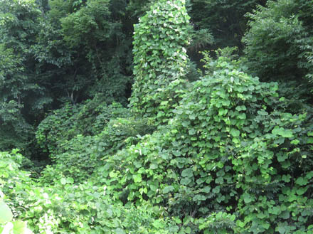 photo：沢を覆うマント植物・大峰山麓