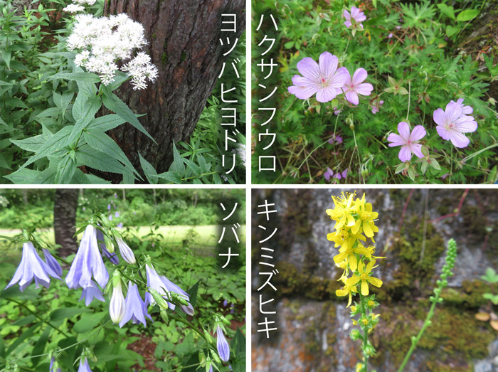 photo：みどりが池周辺で見た花々・ヨツバヒヨドリ,ハクサンフウロ,ソバナ,キンミズヒキ・戸隠高原