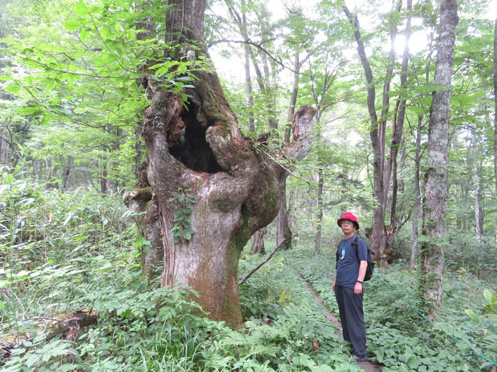 photo：森の精のような大木と・戸隠高原