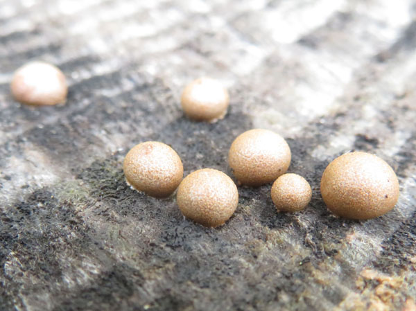 photo：粘菌　 マメホコリ？・地附山