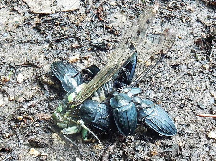 photo：セミの死骸に群がる甲虫・地附山