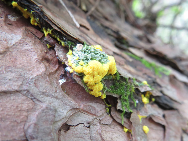photo：粘菌とコケ？・薬山