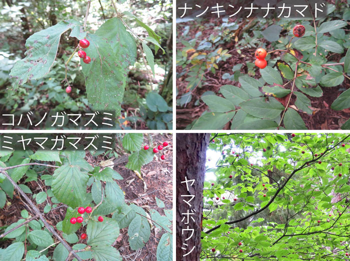photo：赤い実がたくさん（9月10日撮影）・地附山