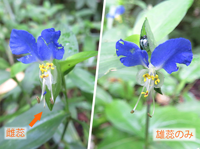 photo：ツユクサの花２種類・地附山