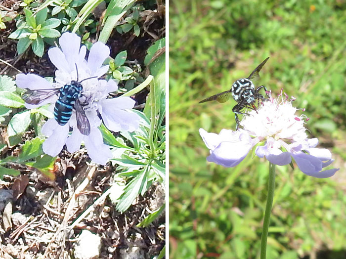 photo：幸せを呼ぶ青い蜂・ルリモンハナバチ・地附山