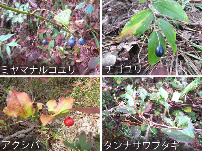 photo：木の実、草の実・ミヤマナルコユリ,チゴユリ,アクシバ,タンナサワフタギ・地附山