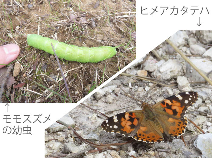 photo：蝶と蛾・モモスズメの幼虫,ヒメアカタテハ・地附山