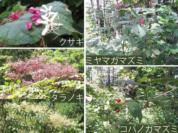 photo：森を彩る花や実・クサギ,ミヤマガマズミ,タラノキ,コバノガマズミ・葛山