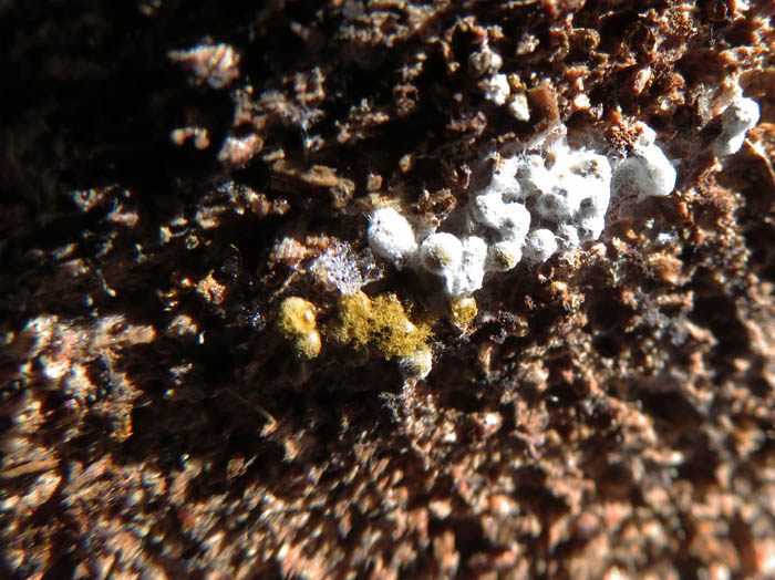 photo：白いカビにつかれた粘菌かな：雪の地附山
