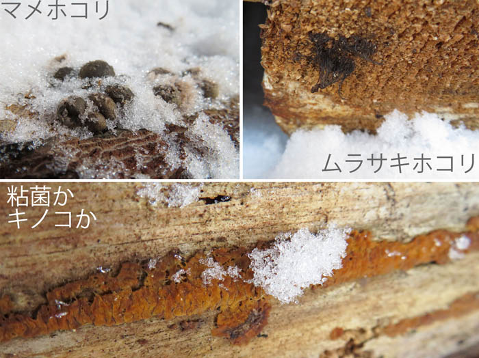 photo：粘菌か？：雪の地附山