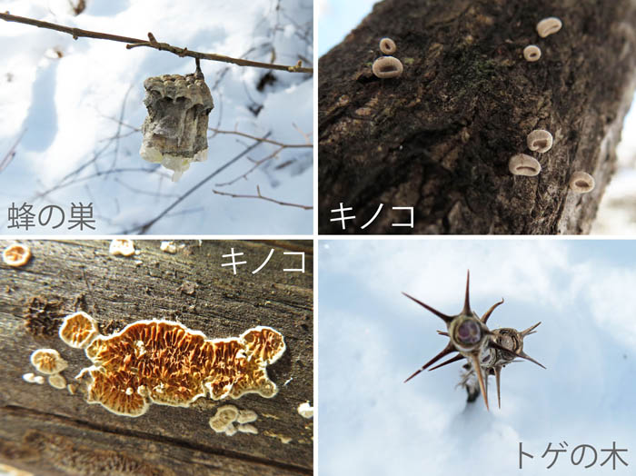 photo：トゲのある低木、キノコや蜂の巣：雪の地附山